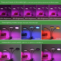 Natty Records Store LED Grow Light with Timer